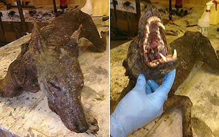 Photos of the 'chupacabra' taken at the taxidermists where it is being stuffed Photo: ROBERT MCDANIEL